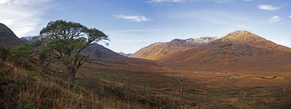 Centuries-old Scots pine saved as part of Highlands rewilding project