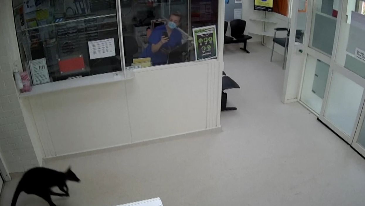 A wallaby is seen on CCTV entering Hamilton Base Hospital's emergency department in Australia