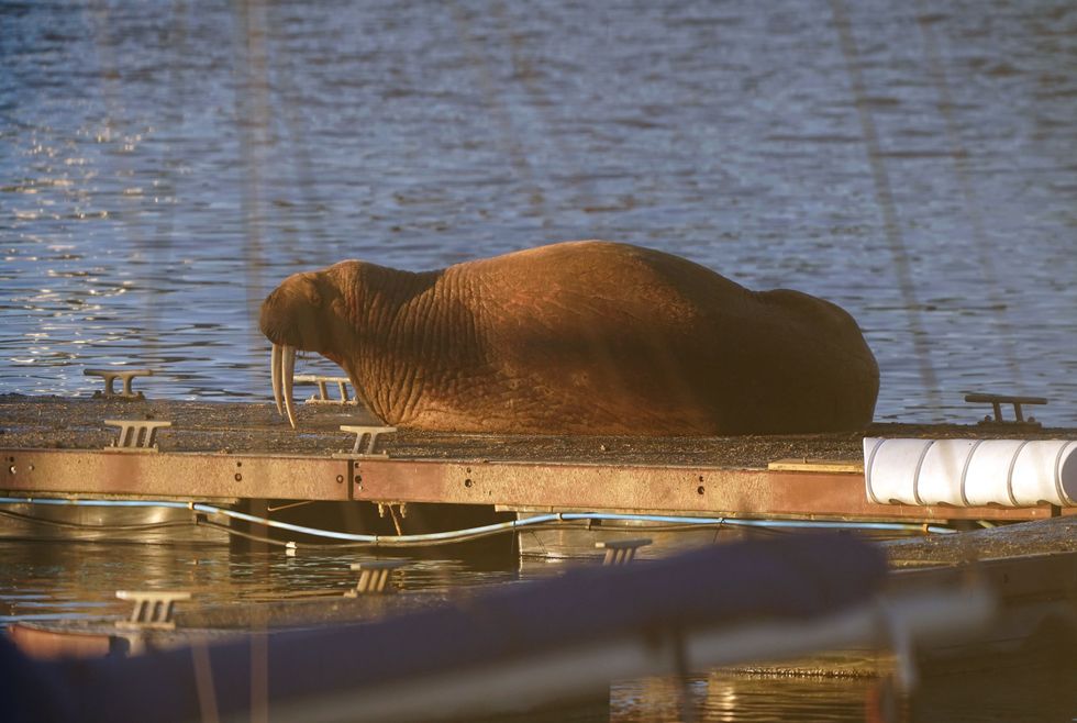 Thor the wandering walrus turns up again – this time in Northumberland