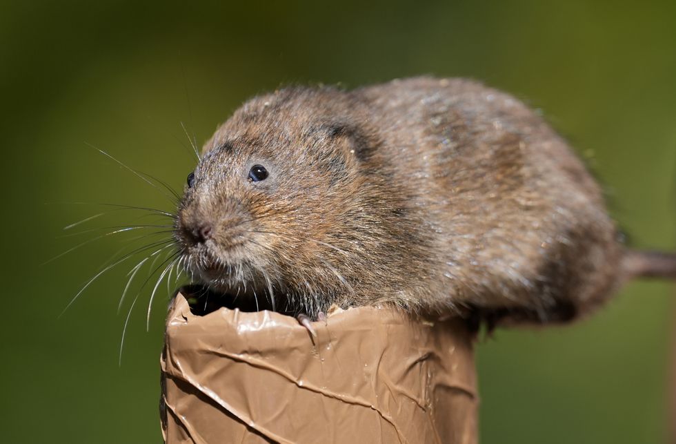 Water voles reintroduced into waterways in southern England