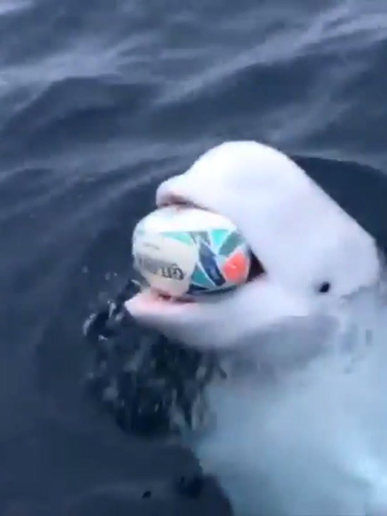 A white beluga whale in the sea holding a rugby ball in its mouth.