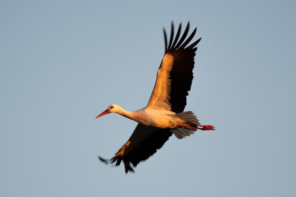 A white stork flying through the sky with a low sun turning its white plumage golden