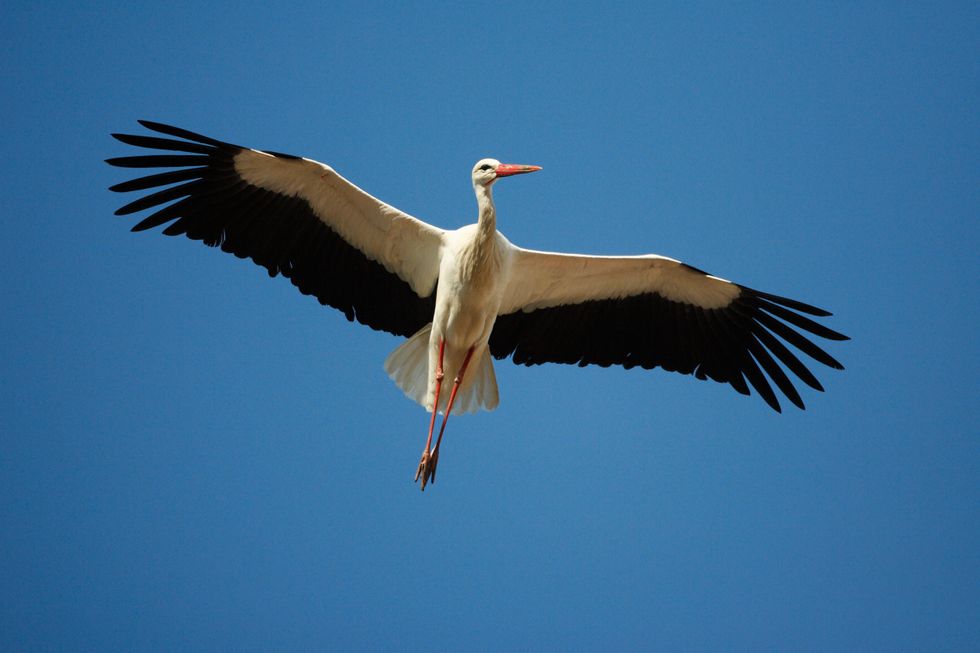 A white stork seen flying from below with its black and white wings spread against a blue sky