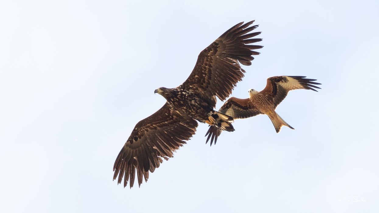 A white-tailed eagle and a red kite