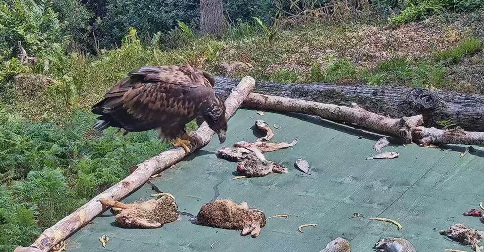 A white-tailed eagle perches on the edge of a feeding station looking at dead animals