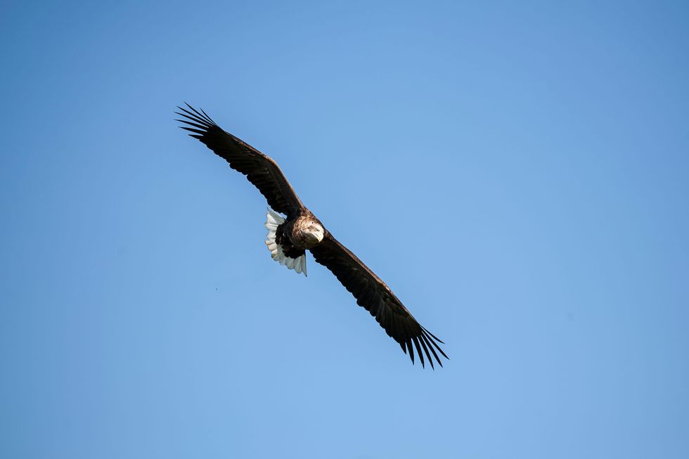 A white-tailed eagle soars in a blue sky
