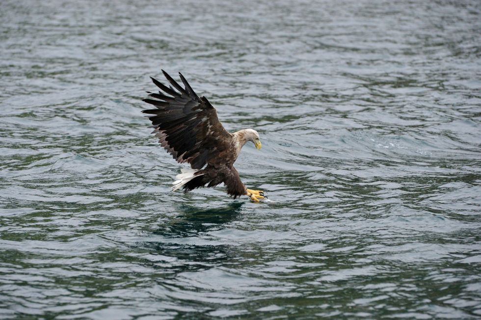 A white-tailed eagle with wings back catches a fish in its yellow talons at the surface of the water