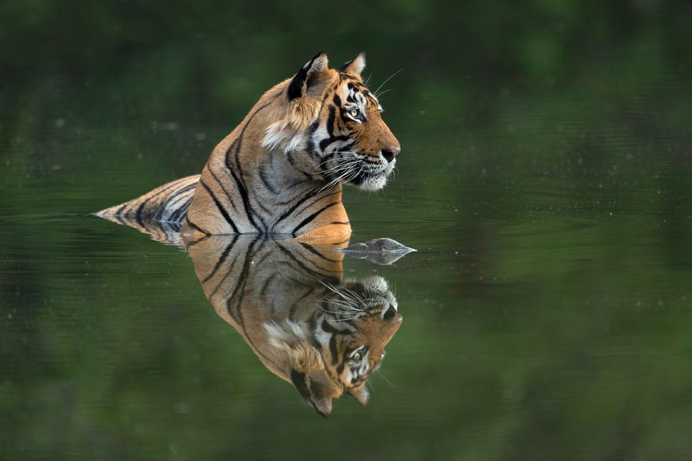 Tiger conservation supported by latest photo book in acclaimed wildlife series