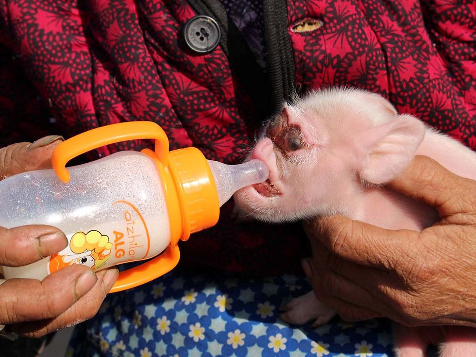 A woman feeds her piglet, which has a deformed face, at home in Zhijin, Guizhou province, China