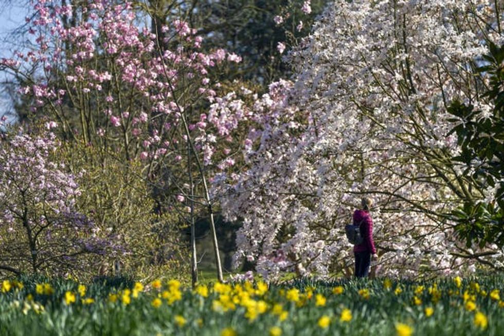 A woman looks at magnolia trees at Kew Gardens, south-west London