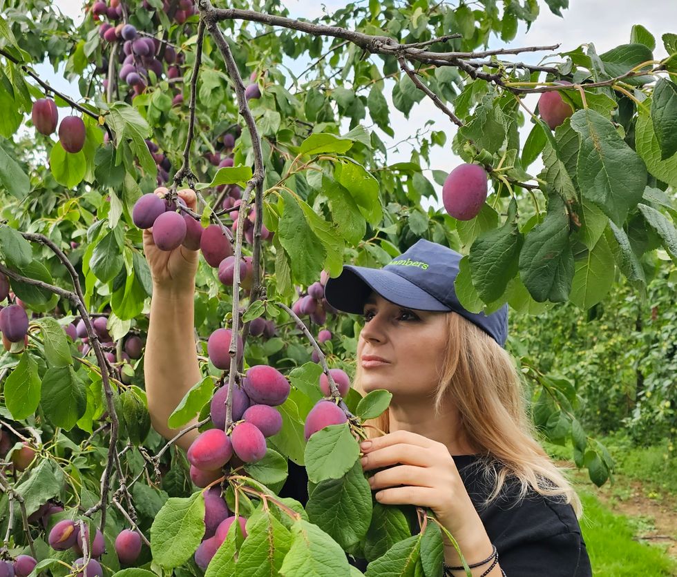 A woman picking plums from a tree