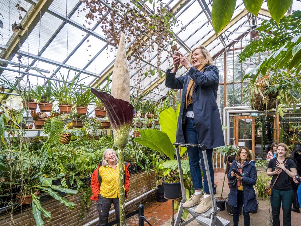 A woman takes pictures of the flowering penis plant