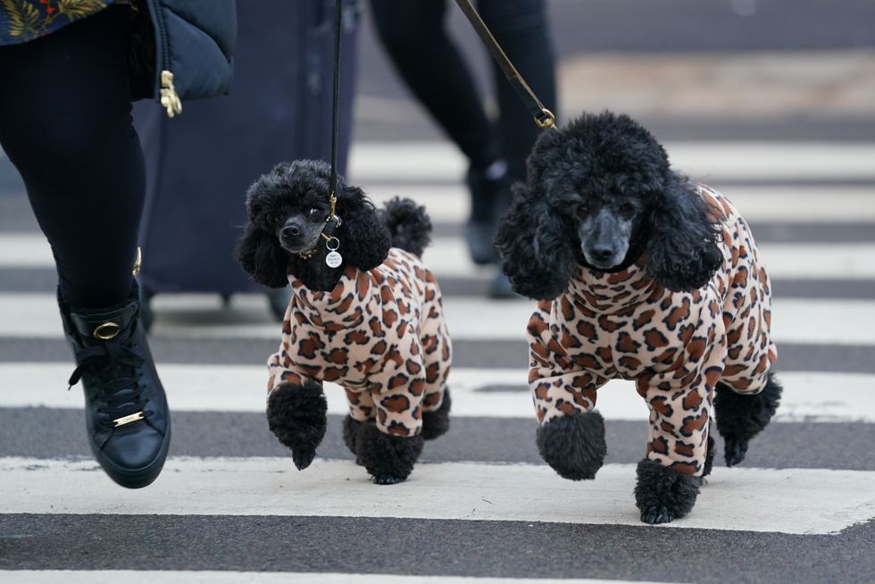 In Pictures: Dogs descend on Birmingham for Crufts 2022