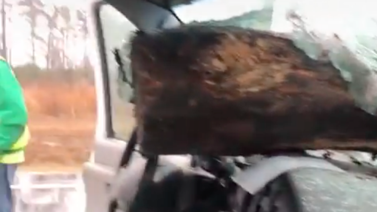 A wooden log smashed through the windscreen of a car above the steering wheel.