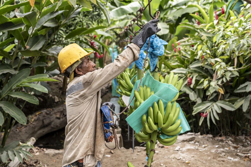 Fairtrade thanks British shoppers as ‘two-thirds opt for certified products’