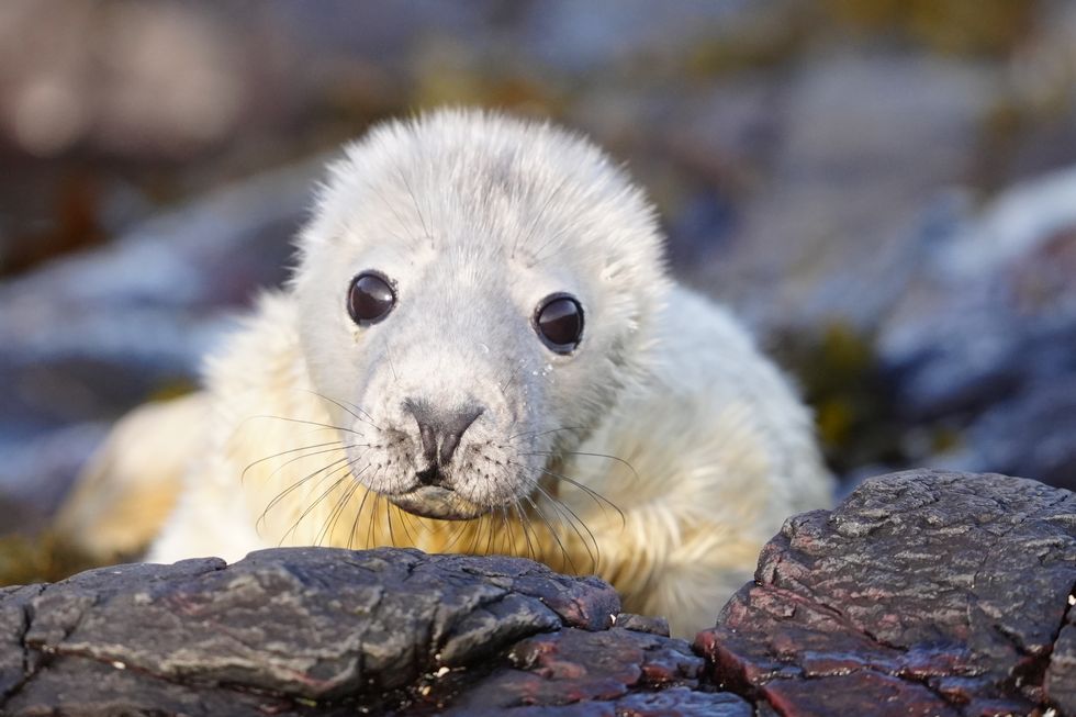 World’s longest-running grey seal survey continues on remote Farne Islands