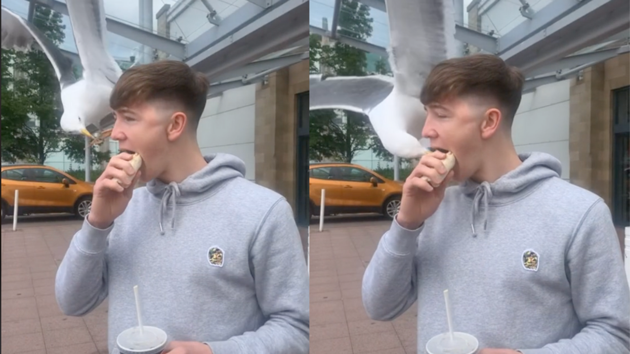 A young white man in a grey jumper eats a wrap. On the left, a seagull is seen swooping in. On the right, the seagull now has its beak inside the man’s mouth, trying to get the food.