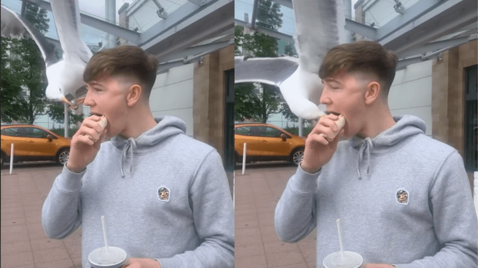 A young white man in a grey jumper eats a wrap. On the left, a seagull is seen swooping in. On the right, the seagull now has its beak inside the man\u2019s mouth, trying to get the food.