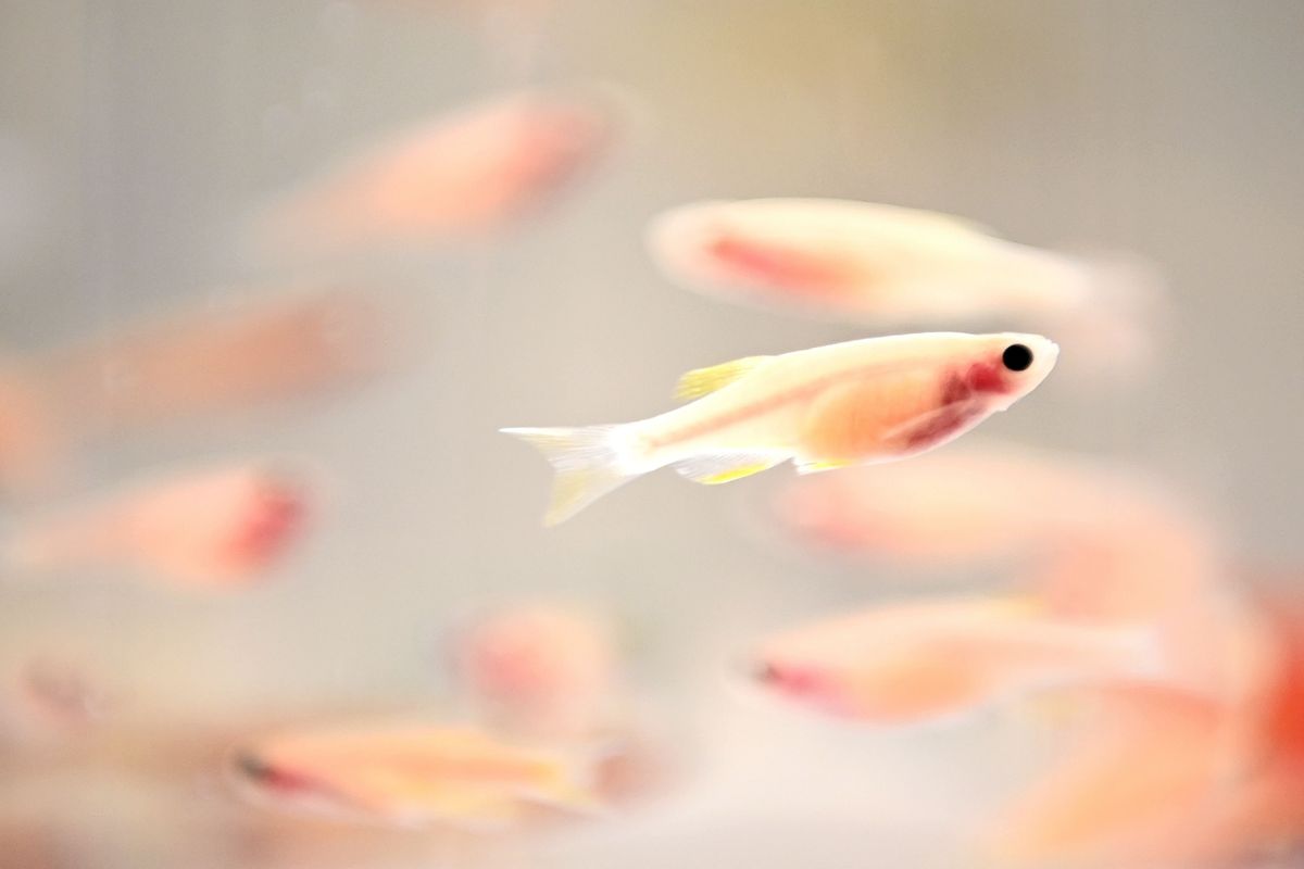 A zebrafish swimming