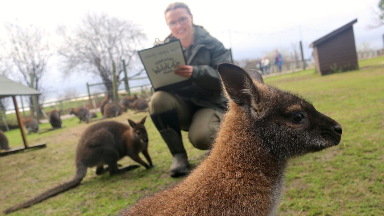 A zookeeper counts the wallabies at the Yorkshire Wildlife Park during its annual monitoring of its 57 species (YWP/PA)