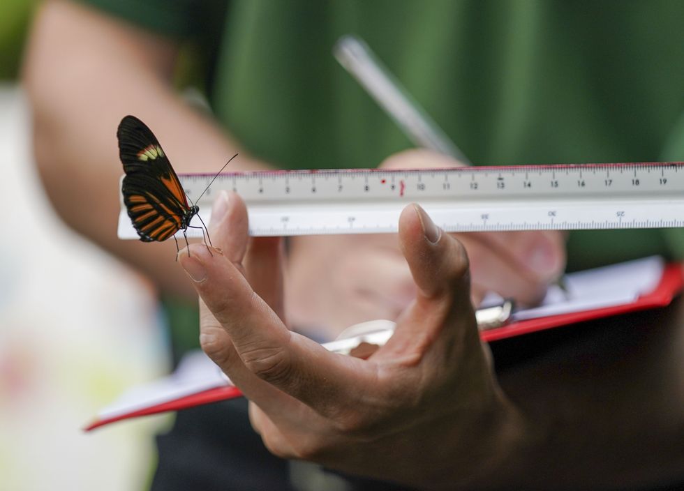 A zookeeper uses a ruler to measure a postman butterfly (Steve Parsons/PA)