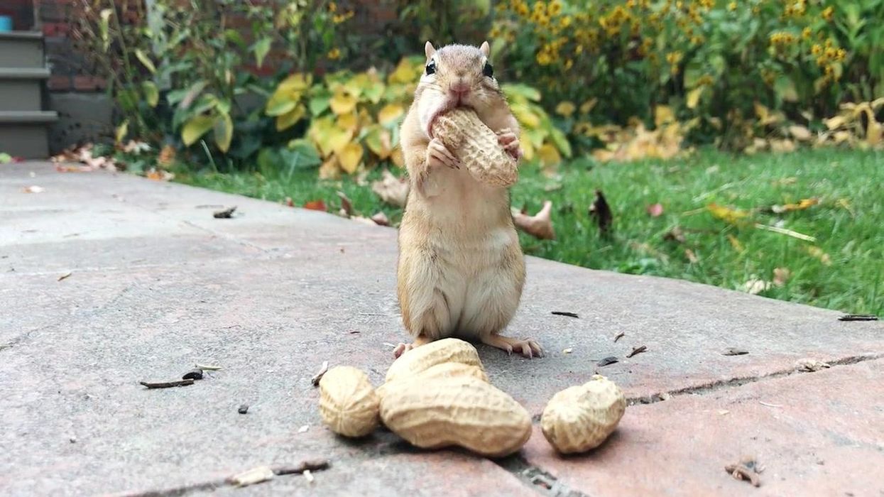 Video of woman trying to free chipmunk left people unprepared for the outcome