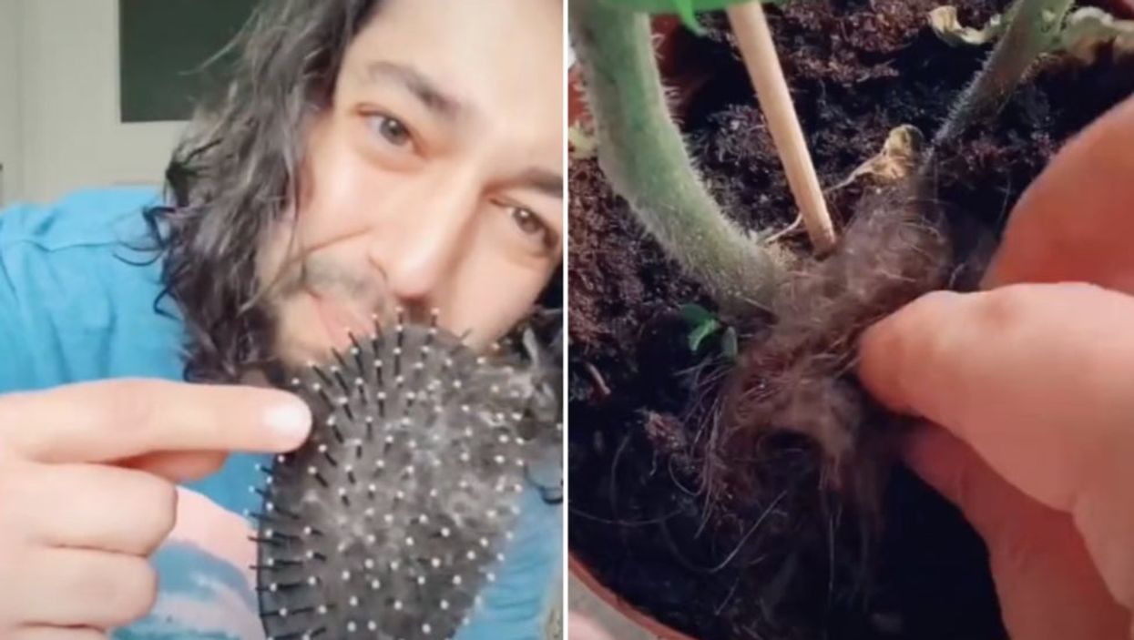 <p>Adamjan shares his hair hack for plant revival with his followers</p>