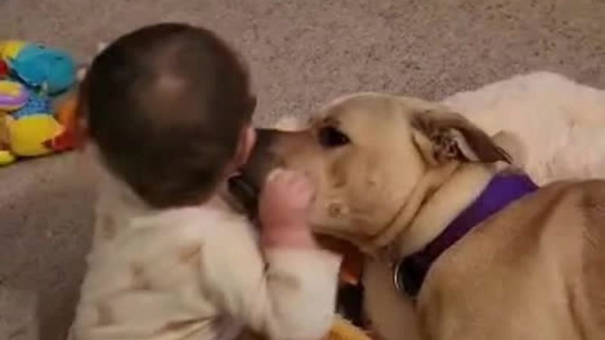 TikTokers discover babies are speaking 'secret language' in adorable trend