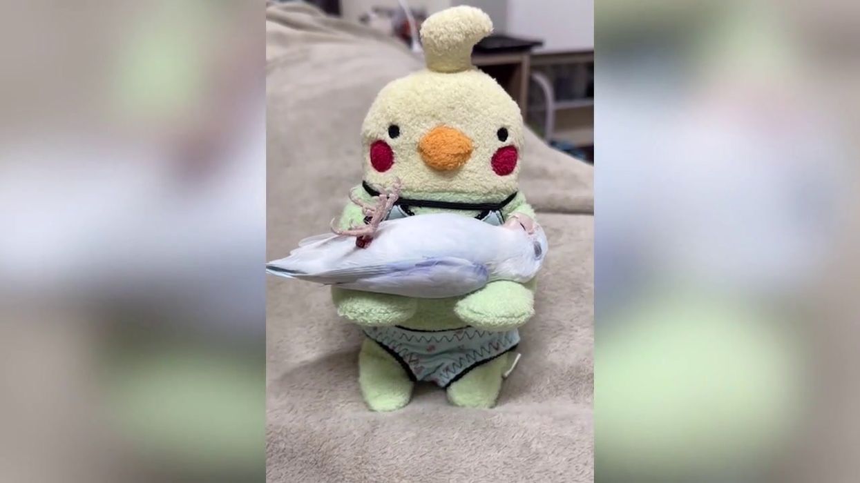Adorable bird caught sleeping comfortably in arms of doppelgänger plushie toy