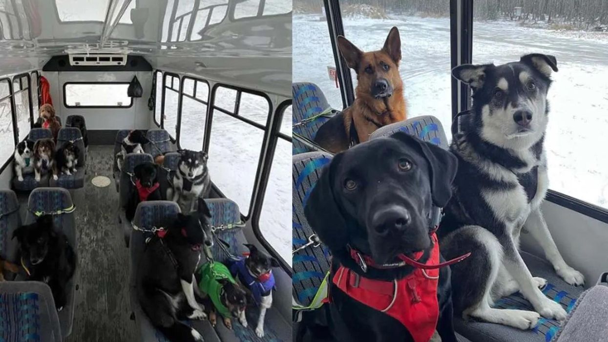 This 'doggy daycare bus' is going viral on TikTok for all the right reasons