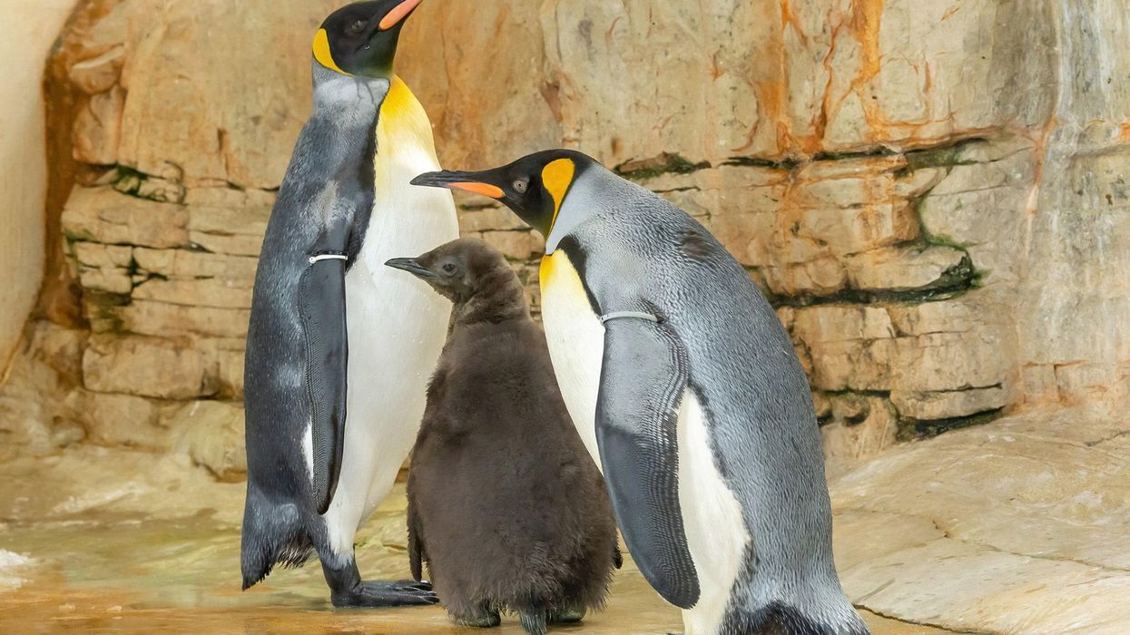 Adoring penguin parents proudly show off their new baby to zoo visitors