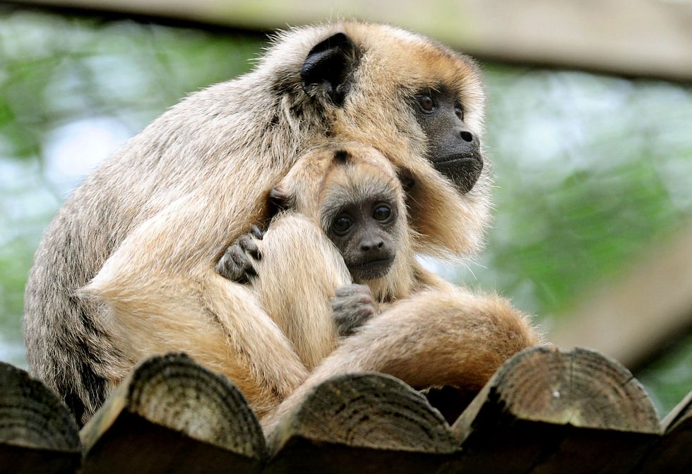 Adult howler monkeys ‘use play to keep the peace’