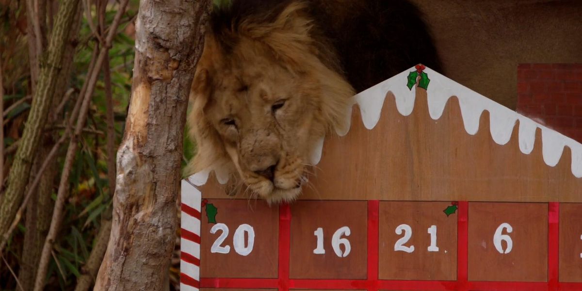Meerkats Lions And Squirrel Monkeys Open Their Advent Calendars At Meerkats Lions And Squirrel Monkeys Open Their Advent Calendars At