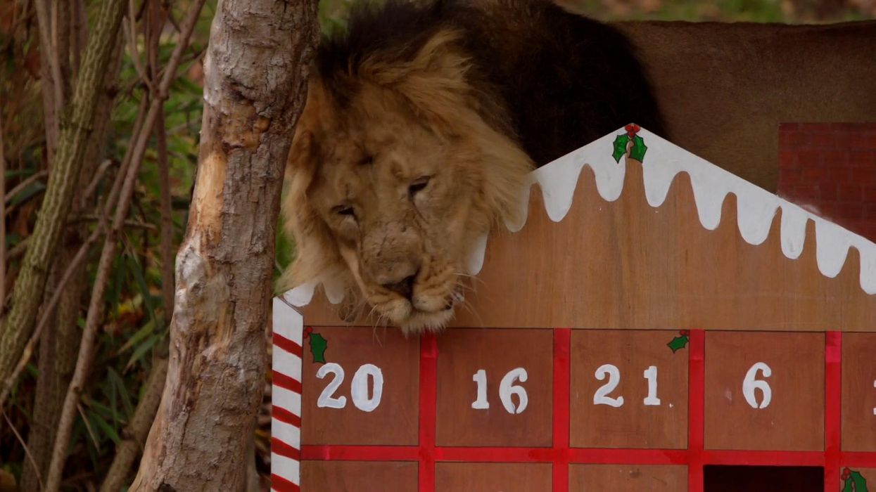 Meerkats, lions, and squirrel monkeys open their advent calendars at London Zoo