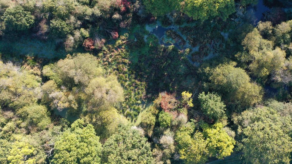 Aerial view of trees, vegetation and wetland that form part of the rewilded landscape at Knepp