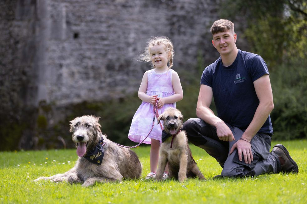 Irish wolfhounds settle into their new home at Co Clare castle