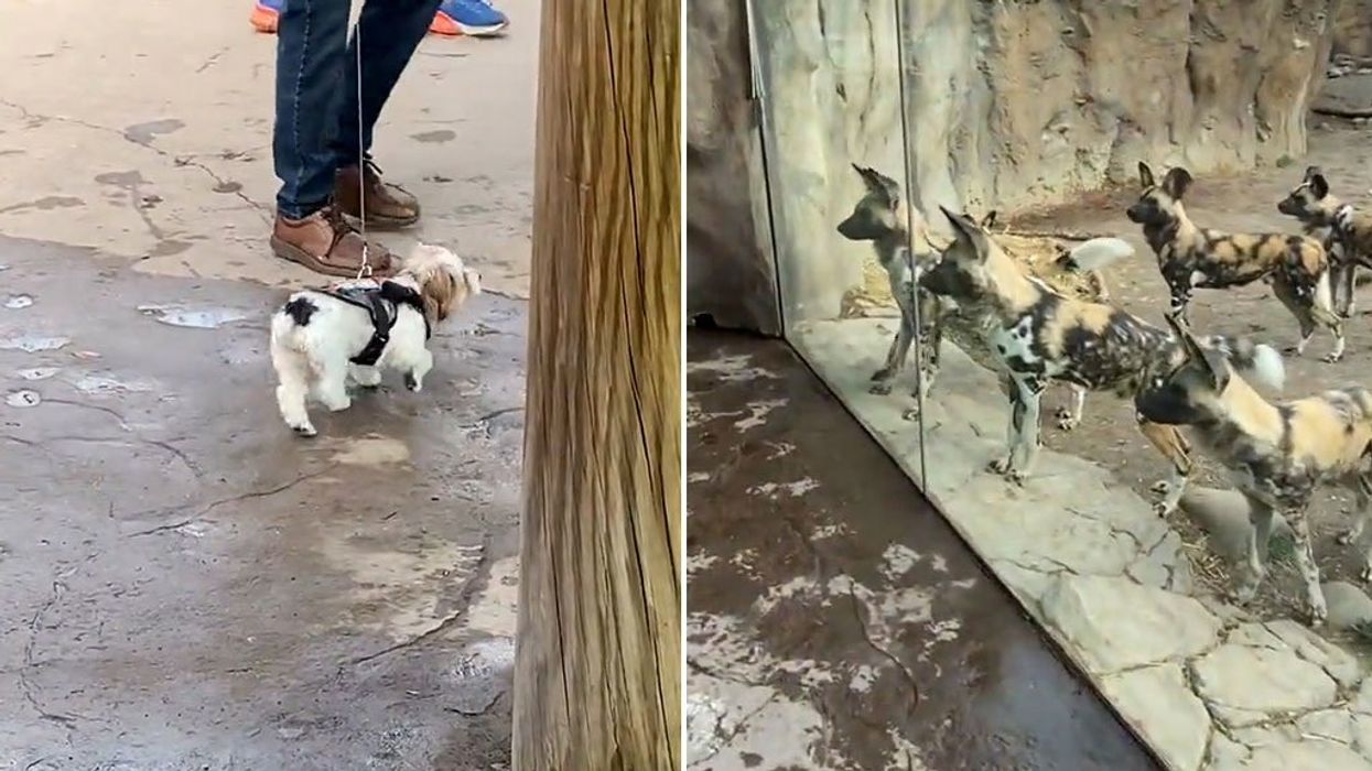 Nail-biting moment African wild dogs at zoo attempt to 'hunt' service dog through glass