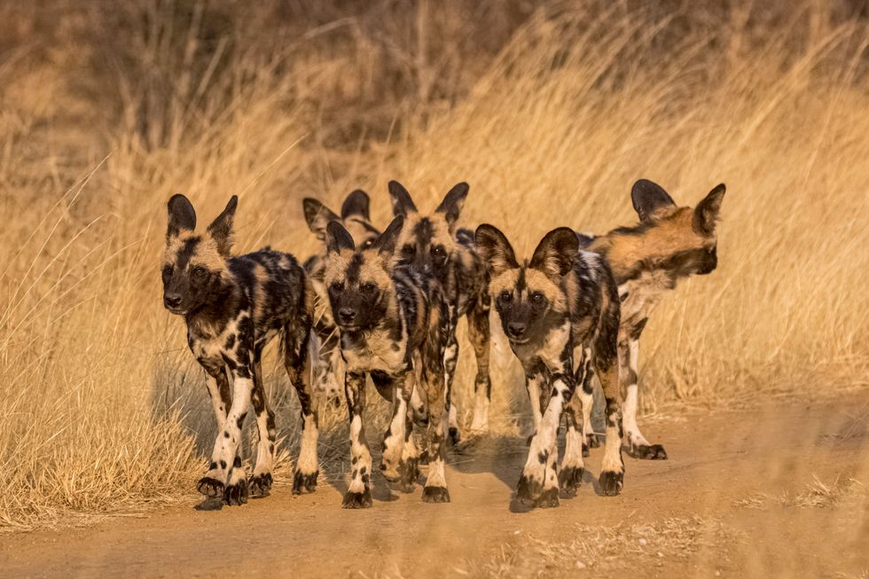 African wild dogs inMadikwe Private Game Reserve, South Africa. Andrew Aveley/Remembering African Wild Dogs