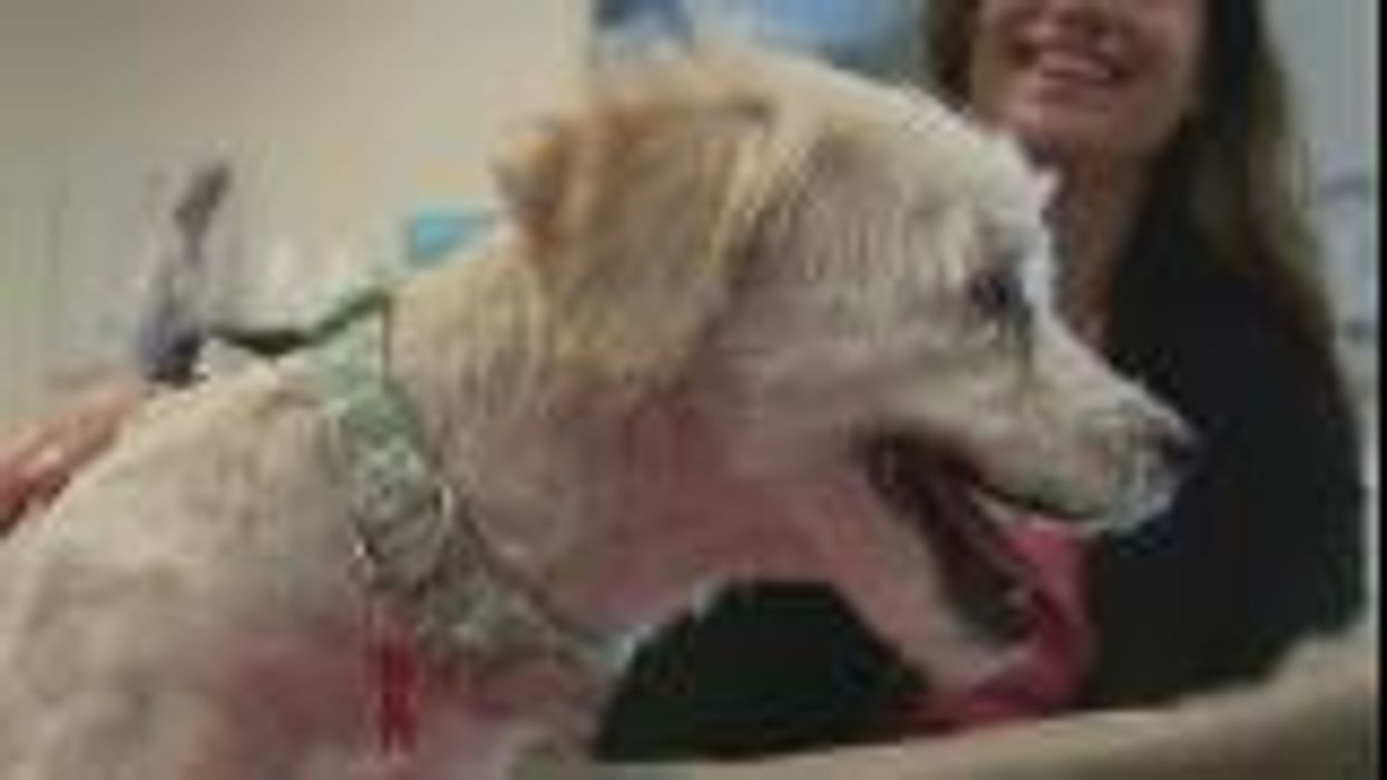 A dog that vanished 15 months ago and presumed dead has been found safe