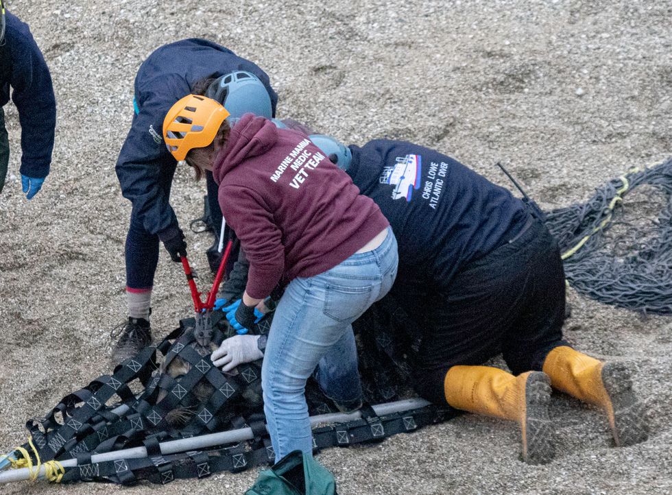 After the plastic ring was removed Commuter was released back into the wild (Andy Rogers/Seal Research Trust/PA)