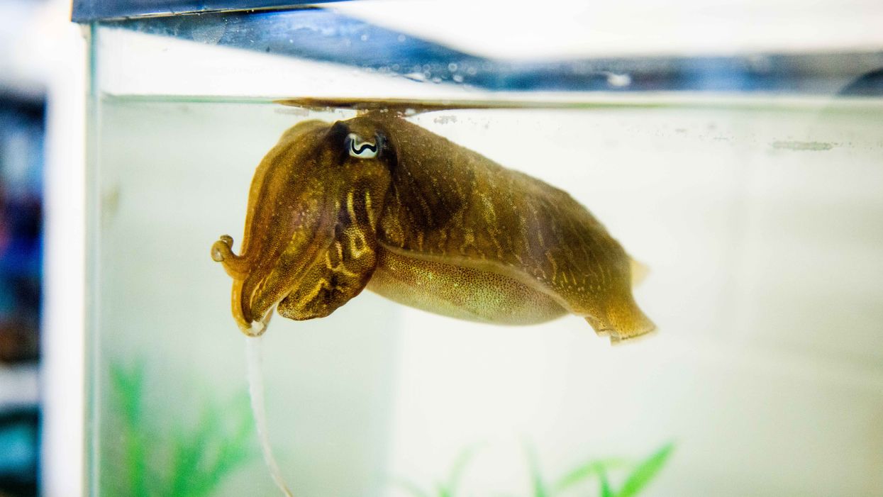 Ageing cuttlefish can remember the details of last week’s dinner, a study found (Alex Schnell/University of Cambridge/PA)