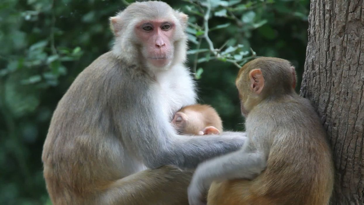 Scientists discover animals love drinking alcohol just as much as humans
