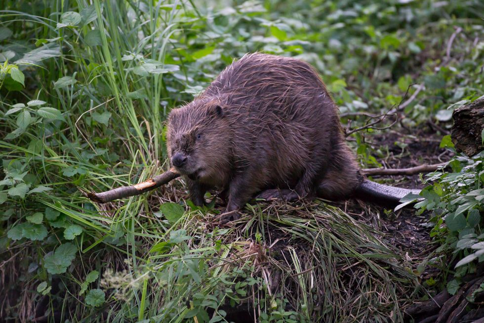 Strategy to expand Scotland’s beaver population developed