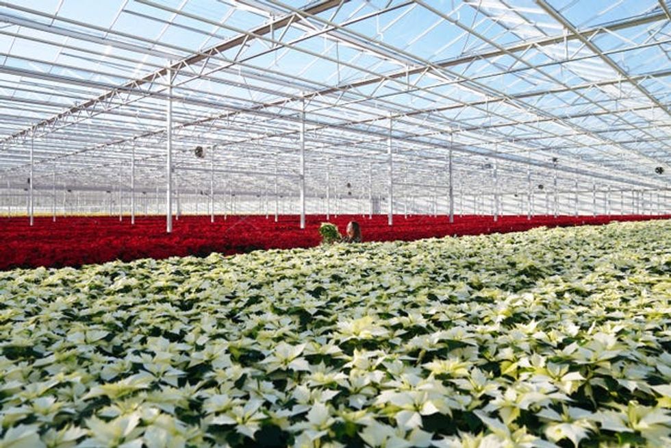 Alaska poinsettias next to their more traditional counterparts