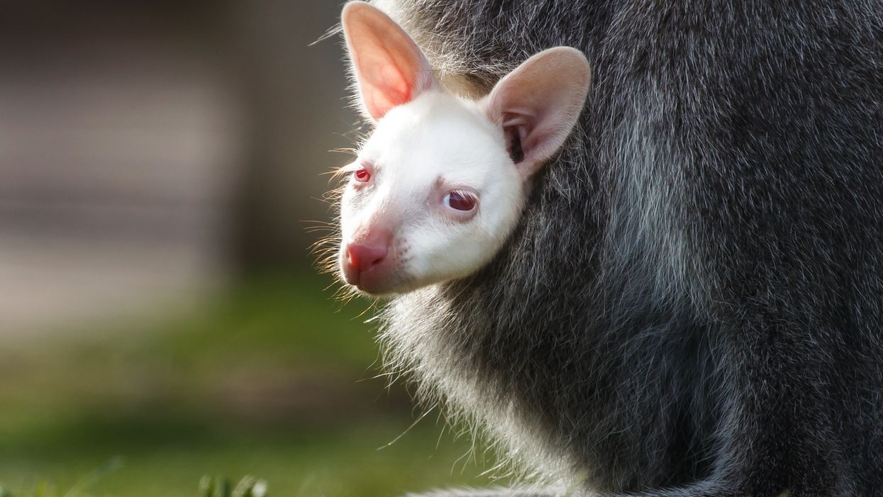 Albino baby wallaby