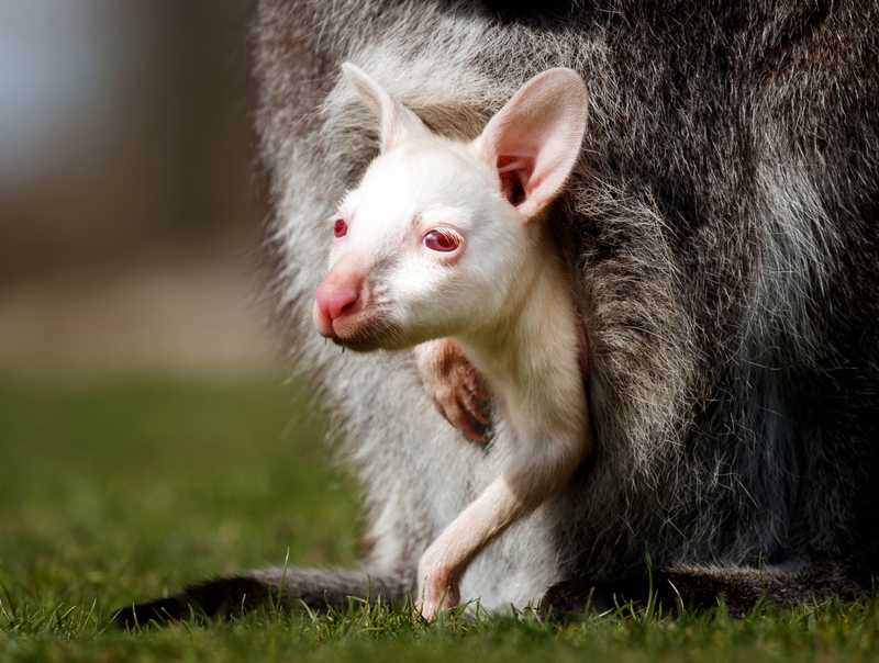 Babo Labno Albino Baby Animals These 61 Albino Animals Are Extremely Rare And
