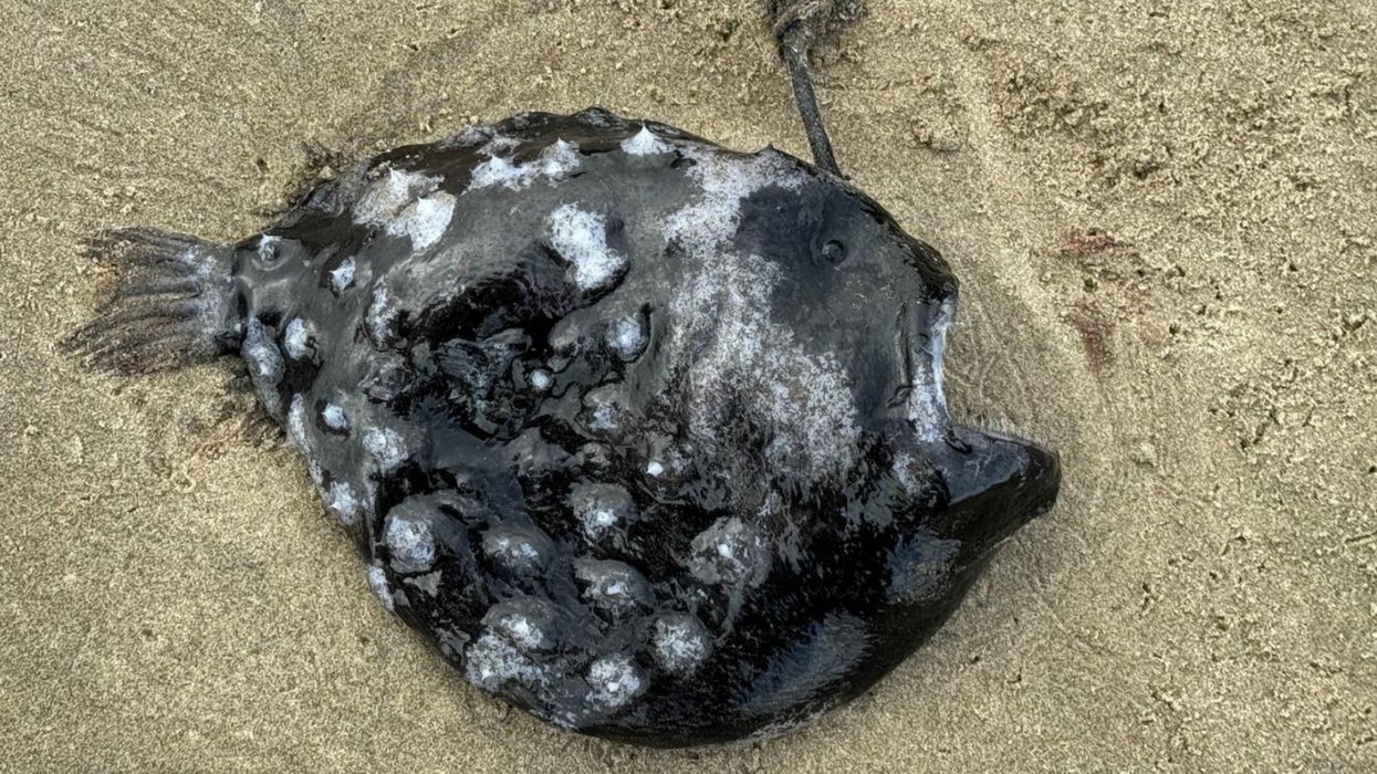 Monster found on Oregon beach identified as newly discovered species