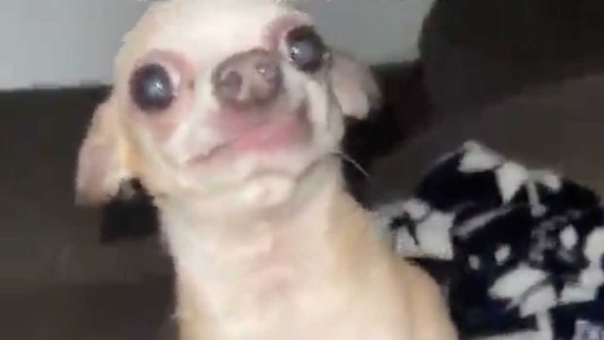 <p>Alive became a viral meme after looking a little worse for wear</p>