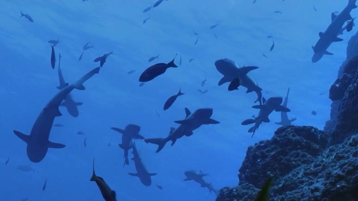 400-year-old Greenland sharks could hold the secret to anti-ageing in humans