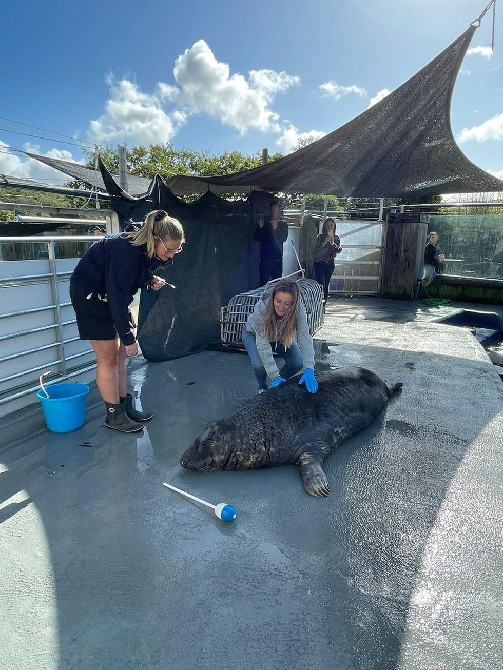 Allie Dart with a seal (Allie Dart/Cornish Seal Sanctuary/PA).